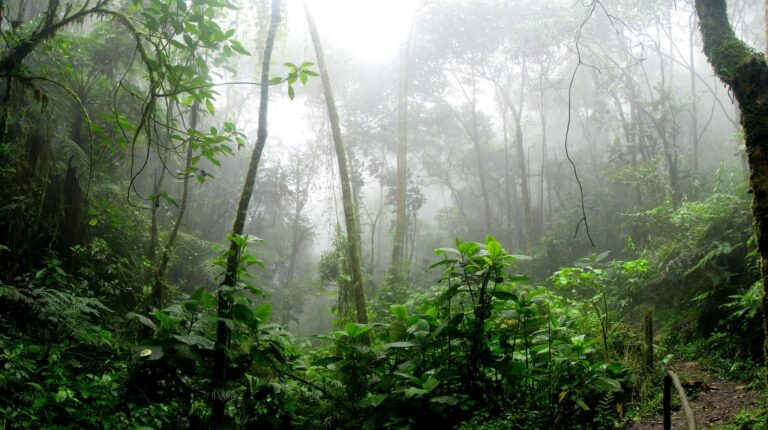 Harapan Orang Muda Indonesia Terhadap Perubahan Iklim dan Konservasi Hutan